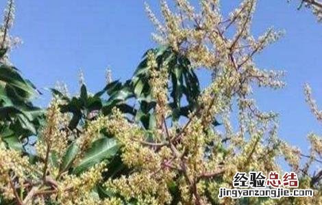 早花芒果树管理要点 芒果花期及果期管理要点