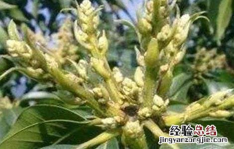 早花芒果树管理要点 芒果花期及果期管理要点