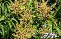 早花芒果树管理要点 芒果花期及果期管理要点