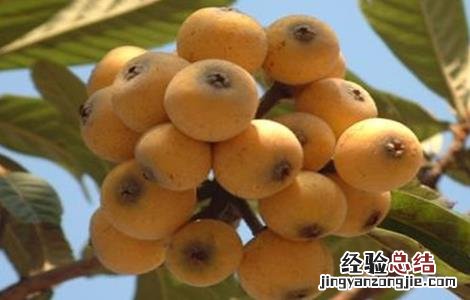 枇杷怎么种植 枇杷怎么种植才甜