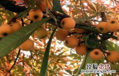 枇杷怎么种植 枇杷怎么种植才甜