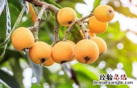 枇杷怎么种植 枇杷怎么种植才甜