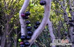 嘉宝果庭院种植要点 嘉宝果适合庭院种植吗