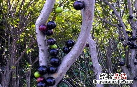 嘉宝果庭院种植要点 嘉宝果适合庭院种植吗