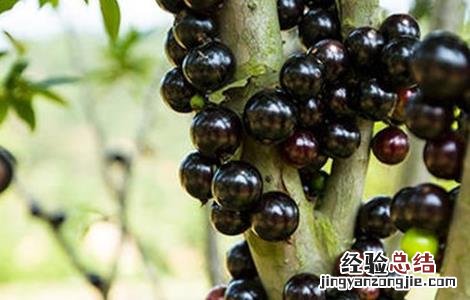 嘉宝果庭院种植要点 嘉宝果适合庭院种植吗