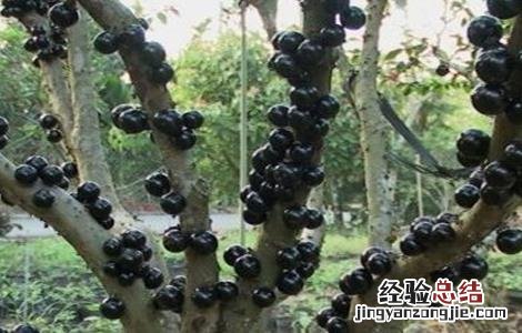 嘉宝果庭院种植要点 嘉宝果适合庭院种植吗