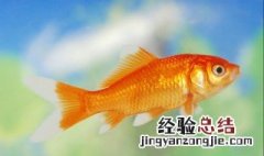将死的鱼用什么能救活 将死的鱼用什么能救活呢