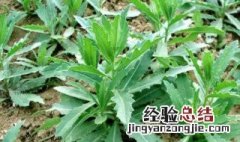 曲曲菜保存方法四季都可以吃 野生曲曲菜的保存方法