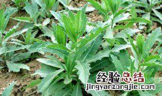 曲曲菜保存方法四季都可以吃 野生曲曲菜的保存方法