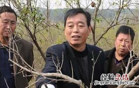 石榴树的修剪技术要点 石榴树的修剪技术要点是什么