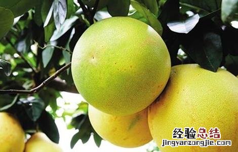 蜜柚裂果原因及解决方法 蜜柚裂果是什么原因
