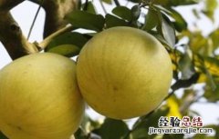 蜜柚裂果原因及解决方法 蜜柚裂果是什么原因