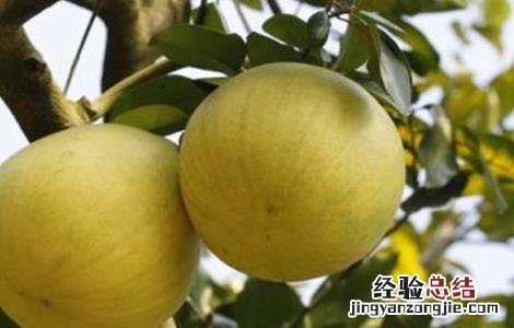 蜜柚裂果原因及解决方法 蜜柚裂果是什么原因