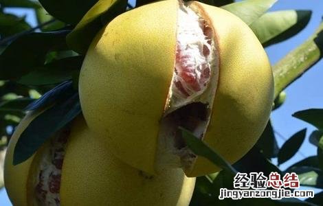 蜜柚裂果原因及解决方法 蜜柚裂果是什么原因