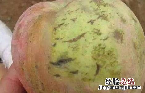 套袋苹果裂纹重原因及防治方法 苹果裂果原因及防治