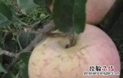 套袋苹果裂纹重原因及防治方法 苹果裂果原因及防治