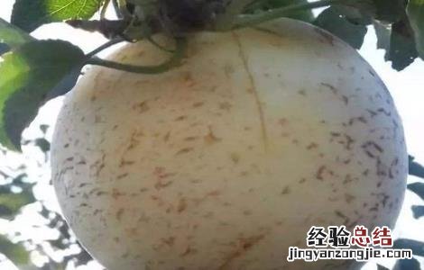 套袋苹果裂纹重原因及防治方法 苹果裂果原因及防治