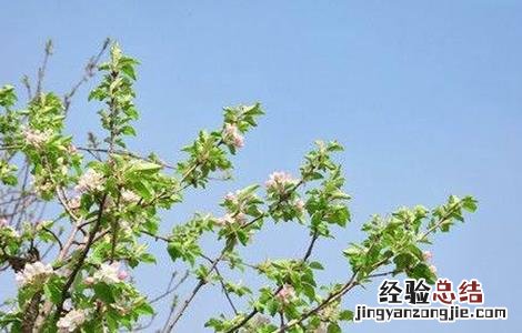 苹果开花前管理技术 苹果的花果管理技术