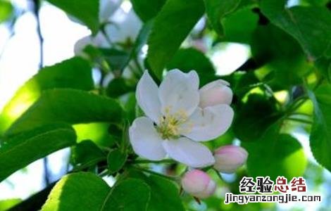 苹果开花前管理技术 苹果的花果管理技术