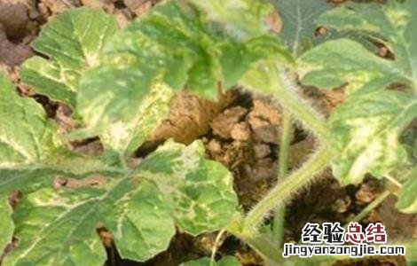 西瓜病害防治用药技巧 西瓜药害的防治方法