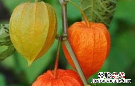 姑娘果种植要点 姑娘果种植方法