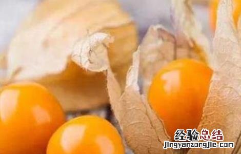 姑娘果种植要点 姑娘果种植方法