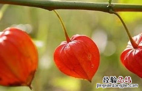 姑娘果种植要点 姑娘果种植方法