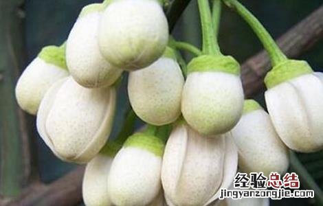 柚子雨后花期管理 柚子的花期管理