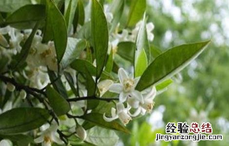 柚子雨后花期管理 柚子的花期管理