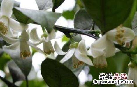 柚子雨后花期管理 柚子的花期管理