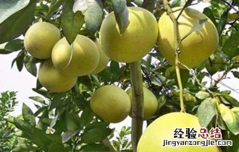 蜜柚药害原因及补救措施 蜜柚药害原因及补救措施图片
