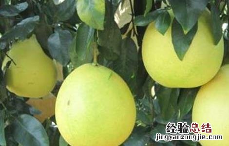蜜柚药害原因及补救措施 蜜柚药害原因及补救措施图片