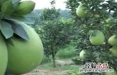 蜜柚药害原因及补救措施 蜜柚药害原因及补救措施图片