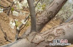 冬季梨树刮皮注意事项 冬季梨树刮皮注意事项视频