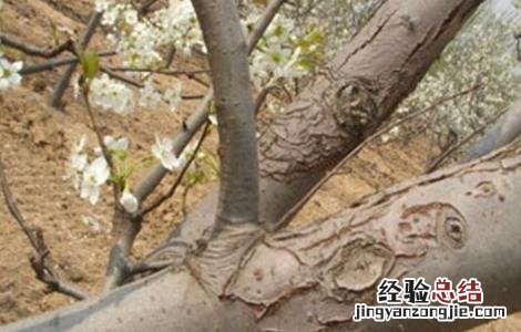 冬季梨树刮皮注意事项 冬季梨树刮皮注意事项视频