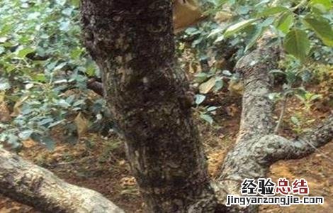 冬季梨树刮皮注意事项 冬季梨树刮皮注意事项视频