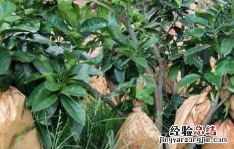 蜜柚套袋技术视频 蜜柚的套袋技术