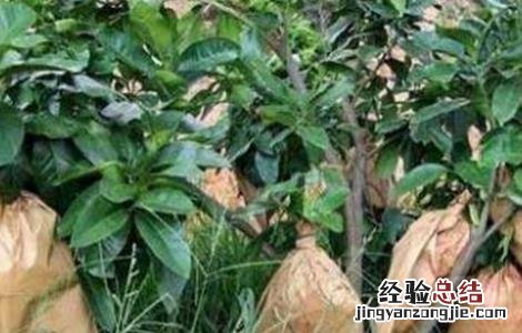 蜜柚套袋技术视频 蜜柚的套袋技术
