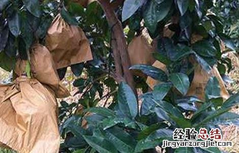 蜜柚套袋技术视频 蜜柚的套袋技术
