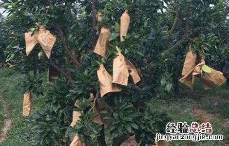 蜜柚套袋技术视频 蜜柚的套袋技术