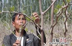 红枣下树采摘时间 枣树摘心时间和方法