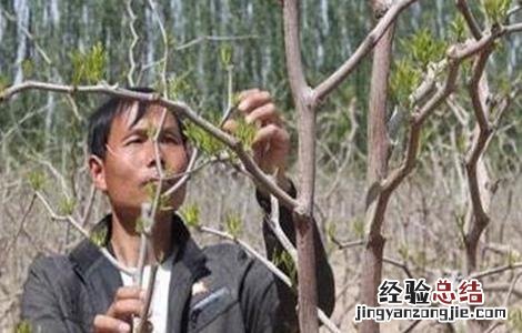 红枣下树采摘时间 枣树摘心时间和方法