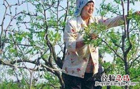 红枣下树采摘时间 枣树摘心时间和方法
