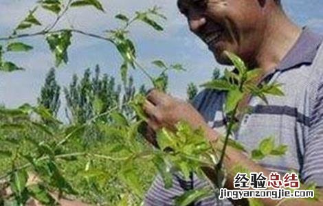红枣下树采摘时间 枣树摘心时间和方法