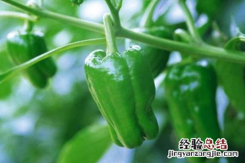 青椒多久熟 青椒几分钟会熟