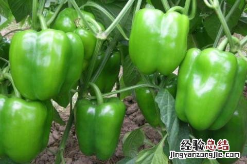 青椒多久熟 青椒几分钟会熟