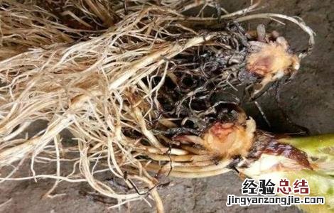 草莓沤根补救方法 草莓沤根怎么办