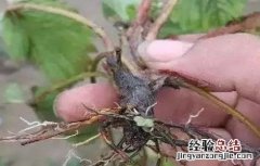 草莓沤根补救方法 草莓沤根怎么办
