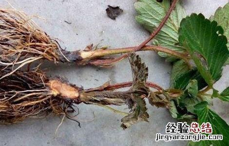 草莓沤根补救方法 草莓沤根怎么办