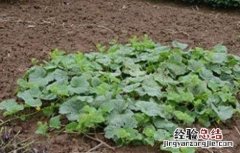 西瓜空秧原因及预防方法 西瓜秧病害图片